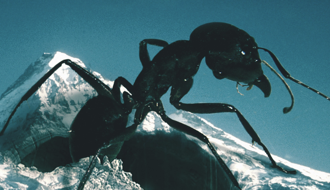 Mt Hood Ant